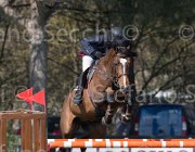 Bologni A Amerigo TosTour2013- S5 2552 : Amerigo, Arezzo, Arezzo Equestrian Centre, Bologni Arnaldo, Toscana Tour 2013, foto di Stefano Secchi ©